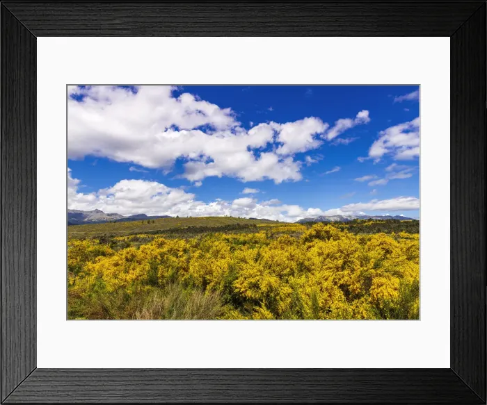 Framed Print : Wildflowers on rolling hills above Lake Te Anau, South Island, New Zealand Framed Print : Wildflowers on rolling hills above Lake Te Anau, South Island, New Zealand