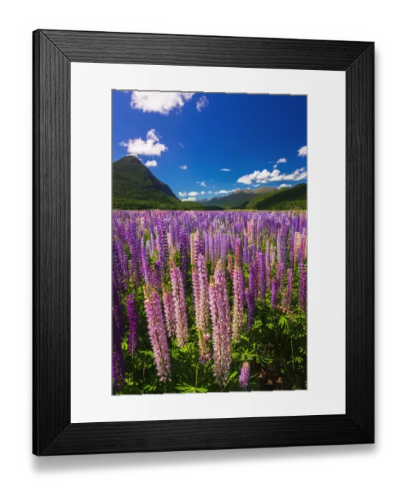 Framed Print : Spring lupine in Eglinton Valley, Fiordland National Park, South Island, New Zealand