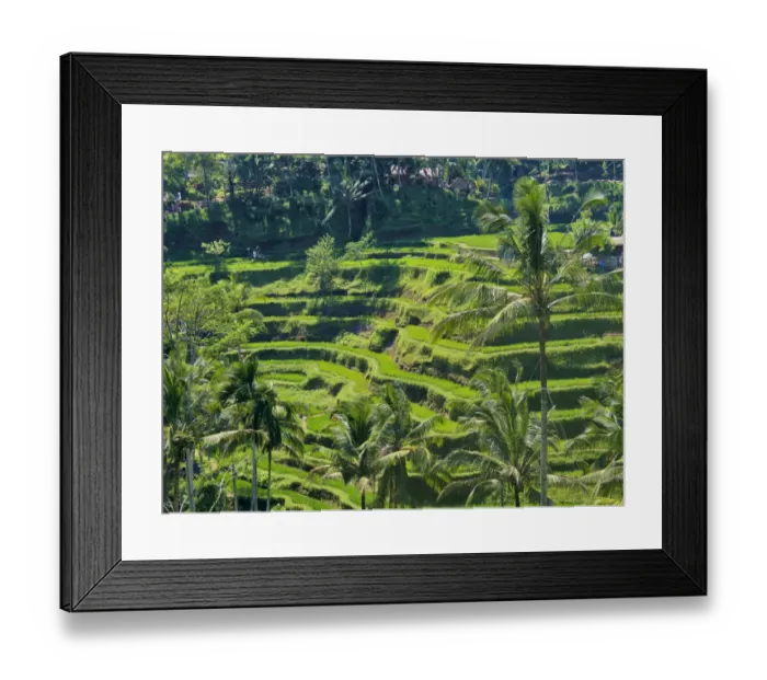 Framed Print : Indonesia, Bali, Ubud. Tegallalang Rice Terraces near Ubud
