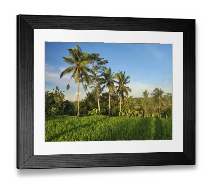 Framed Print : Indonesia, Bali, Ubud. Rice fields and palm trees Framed Print : Indonesia, Bali, Ubud. Rice fields and palm trees