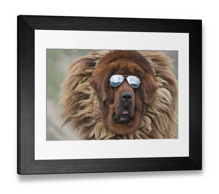 Framed Print : Tibetan Mastiff wearing sun glasses, Tibet, China Framed Print : Tibetan Mastiff wearing sun glasses, Tibet, China