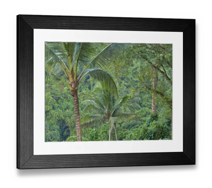 Framed Print : Indonesia, Bali, Ubud. Bali rainforest Framed Print : Indonesia, Bali, Ubud. Bali rainforest