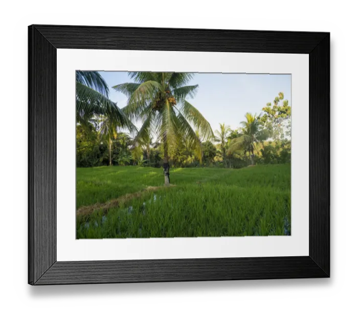 Framed Print : Indonesia, Bali, Ubud. Rice fields and palm trees