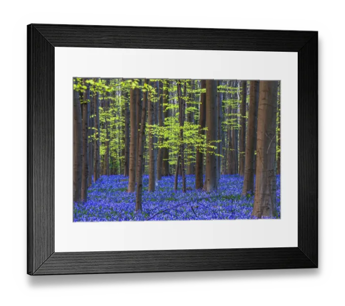 Framed Print : Europe, Belgium. Hallerbos forest with blooming bluebells Framed Print : Europe, Belgium. Hallerbos forest with blooming bluebells
