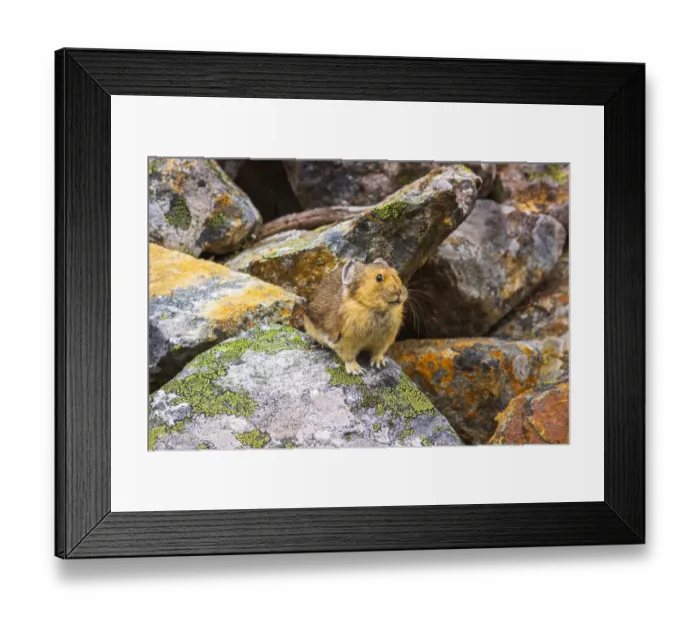Framed Print : American Pika (Ochotona princeps), Jasper National Park, Alberta, Canada
