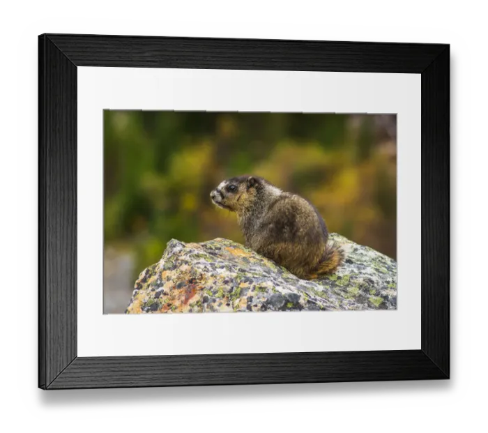 Framed Print : Hoary Marmot (Marmota caligata). Jasper National Park, Alberta, Canada Framed Print : Hoary Marmot (Marmota caligata). Jasper National Park, Alberta, Canada