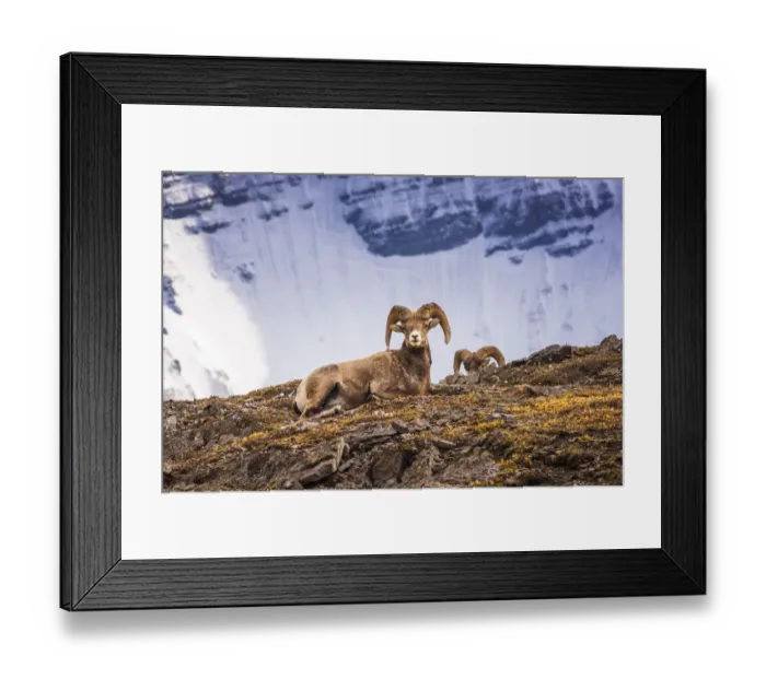 Framed Print : Bighorn rams on Wilcox Ridge under Mount Athabasca, Jasper National Park, Alberta, Canada Framed Print : Bighorn rams on Wilcox Ridge under Mount Athabasca, Jasper National Park, Alberta, Canada