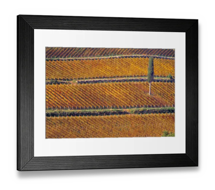 Framed Print : Europe, Italy, Tuscany. Vineyard in fall color and cypress tree Framed Print : Europe, Italy, Tuscany. Vineyard in fall color and cypress tree