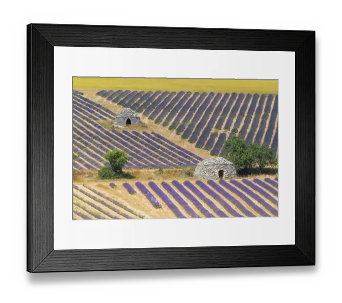 Framed Print : Europe, France, Provence. Lavender field and stone huts in Sault Plateau