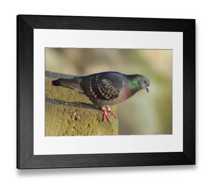 Framed Print : Pigeon perched on a stone wall Framed Print : Pigeon perched on a stone wall
