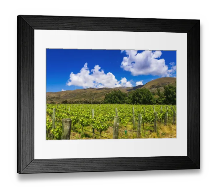 Framed Print : Wine grapes at Rippon Vineyard on the shore of Lake Wanaka, Otago, South Island Framed Print : Wine grapes at Rippon Vineyard on the shore of Lake Wanaka, Otago, South Island