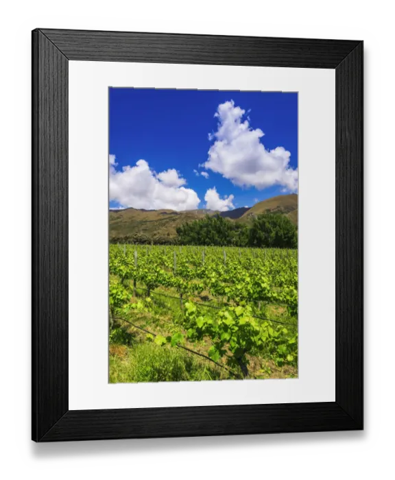 Framed Print : Wine grapes at Rippon Vineyard on the shore of Lake Wanaka, Otago, South Island