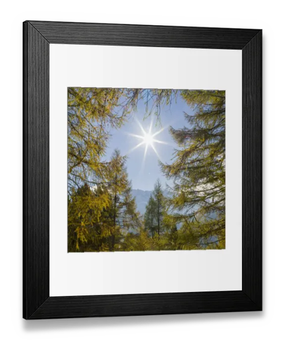 Framed Print : Mountain forest with European Larch (Larix decidua) in the dolomites of South Tyrol