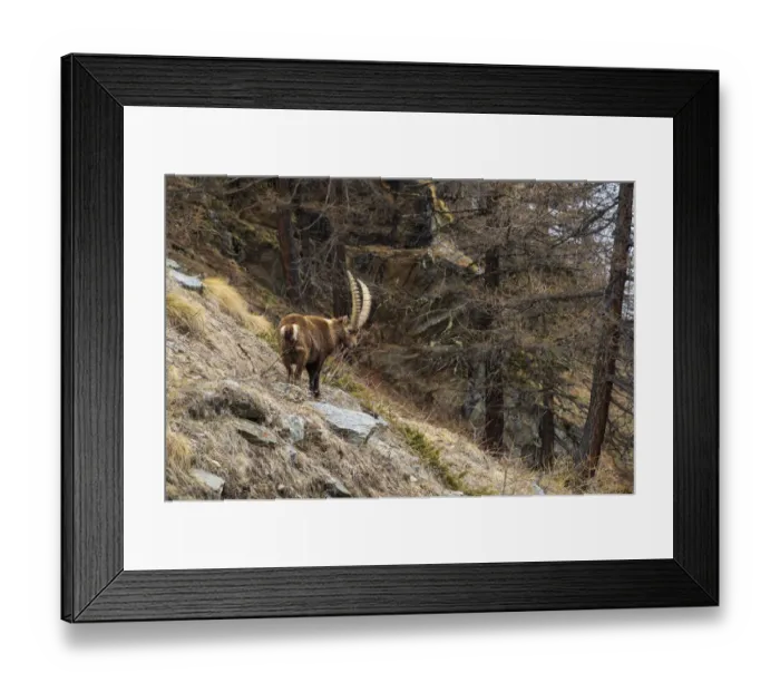 Framed Print : Alpine ibex (capra ibex), Valsavarenche, Gran Paradiso National Park, Aosta Valley, Italy Framed Print : Alpine ibex (capra ibex), Valsavarenche, Gran Paradiso National Park, Aosta Valley, Italy