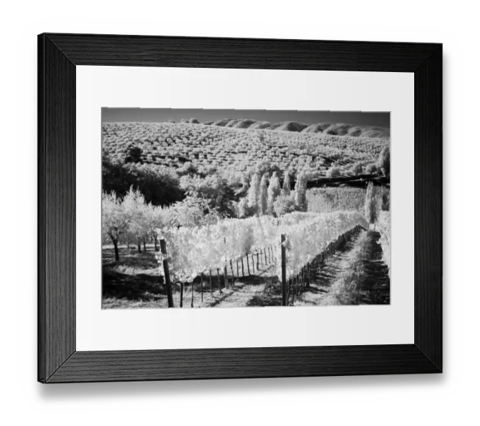 Framed Print : Italy Tuscany, Infrared image of vineyards in southern Tuscany Framed Print : Italy Tuscany, Infrared image of vineyards in southern Tuscany