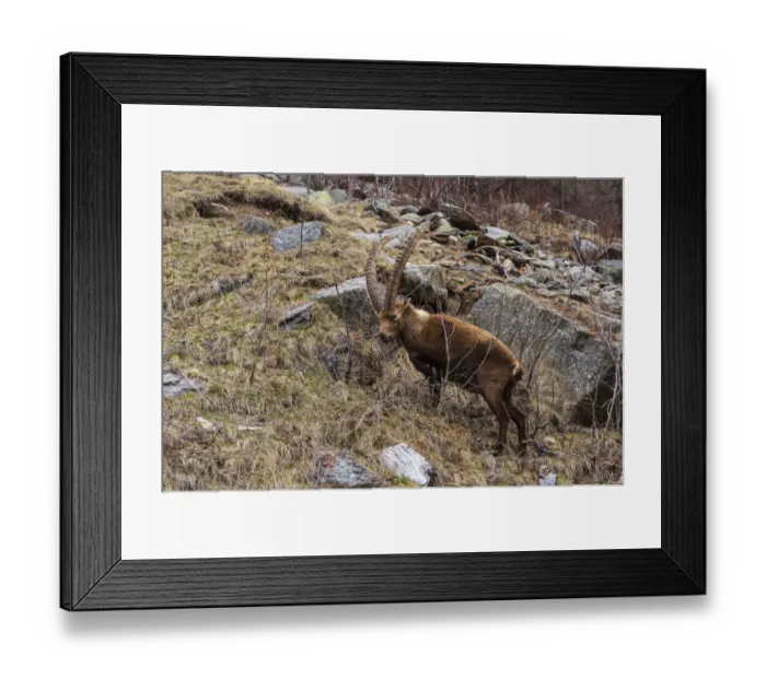 Framed Print : Alpine ibex (capra ibex), Valsavarenche, Gran Paradiso National Park, Aosta Valley, Italy Framed Print : Alpine ibex (capra ibex), Valsavarenche, Gran Paradiso National Park, Aosta Valley, Italy