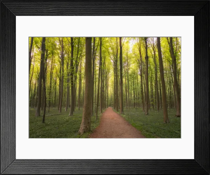 Framed Print : Europe, Belgium. Path in Hallerbos forest Framed Print : Europe, Belgium. Path in Hallerbos forest