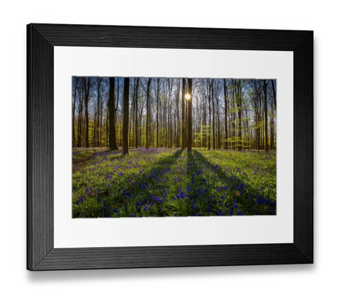 Framed Print : Europe, Belgium. Hallerbos forest with blooming bluebells