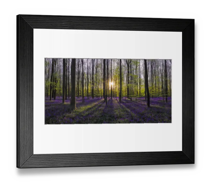 Framed Print : Europe, Belgium. Sunrise on Hallerbos forest with blooming bluebells Framed Print : Europe, Belgium. Sunrise on Hallerbos forest with blooming bluebells