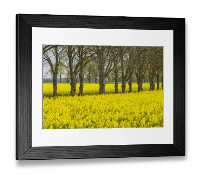 Framed Print : Sweden, Gotland Island, Romakloster, landscape with yellow flowers, springtime Framed Print : Sweden, Gotland Island, Romakloster, landscape with yellow flowers, springtime