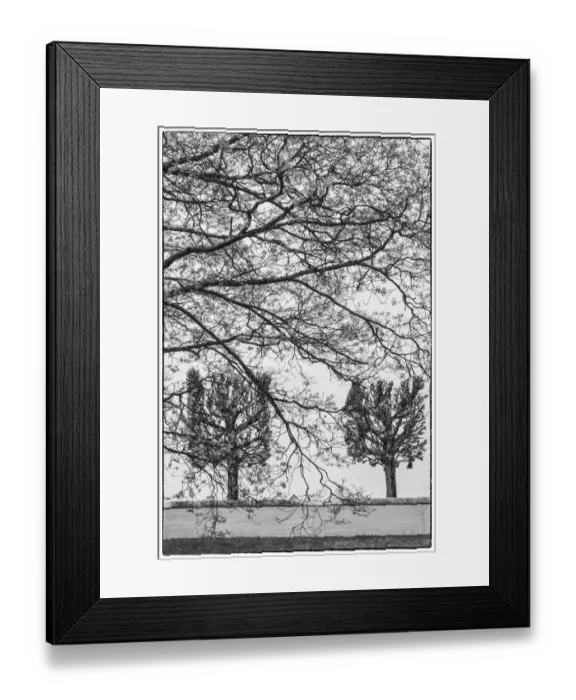Framed Print : Sweden, Stockholm, trees, early spring