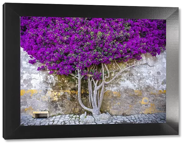 Europe, Portugal, Obidos. Bougainvillea plant on house wall