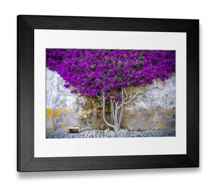 Framed Print : Europe, Portugal, Obidos. Bougainvillea plant on house wall Framed Print : Europe, Portugal, Obidos. Bougainvillea plant on house wall