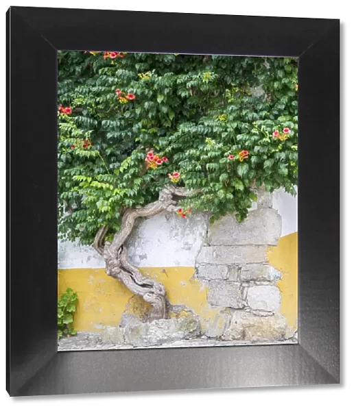 Portugal, Obidos. Large trumpet vine growing against a wall in the streets of Obidos