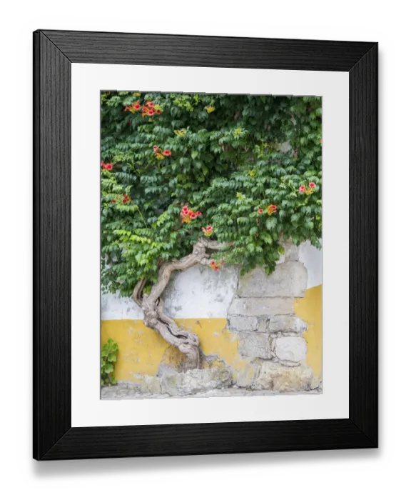 Framed Print : Portugal, Obidos. Large trumpet vine growing against a wall in the streets of Obidos Framed Print : Portugal, Obidos. Large trumpet vine growing against a wall in the streets of Obidos
