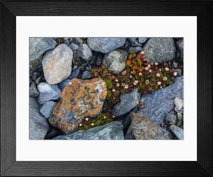 Framed Print : Tufted saxifrage {Saxifraga cepitosa}, in flower