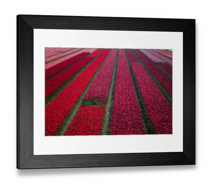 Framed Print : Europe, The Netherlands. Tulip field in the Beemster area Framed Print : Europe, The Netherlands. Tulip field in the Beemster area