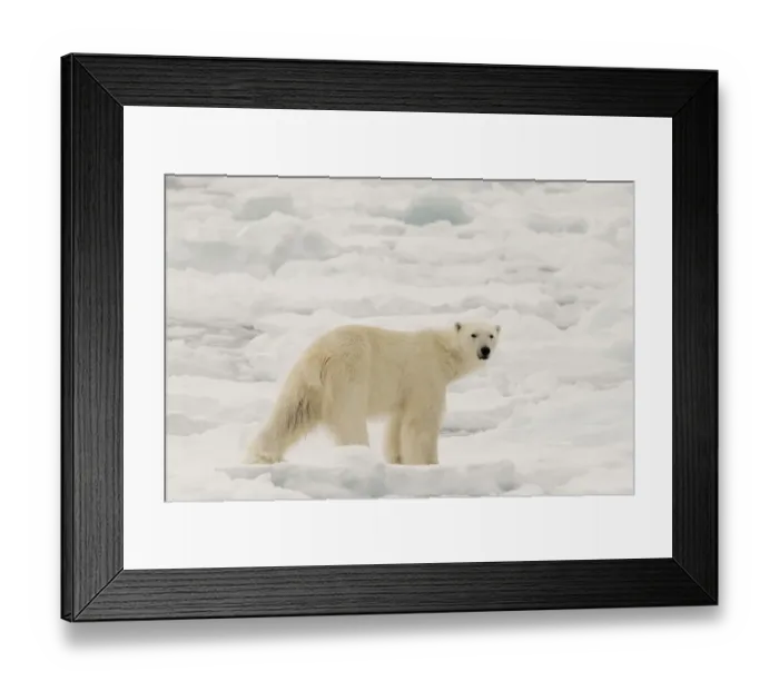 Framed Print : Polar bear (Ursus maritimus), Polar Ice Cap, north of Spitsbergen, Norway
