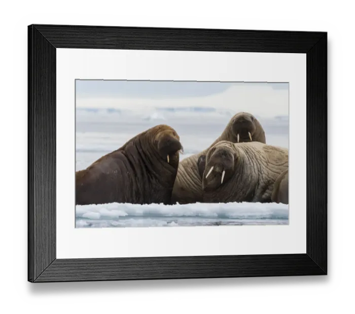 Framed Print : Atlantic walruses (Odobenus rosmarus), Vibebukta, Austfonna, Nordaustlandet Framed Print : Atlantic walruses (Odobenus rosmarus), Vibebukta, Austfonna, Nordaustlandet
