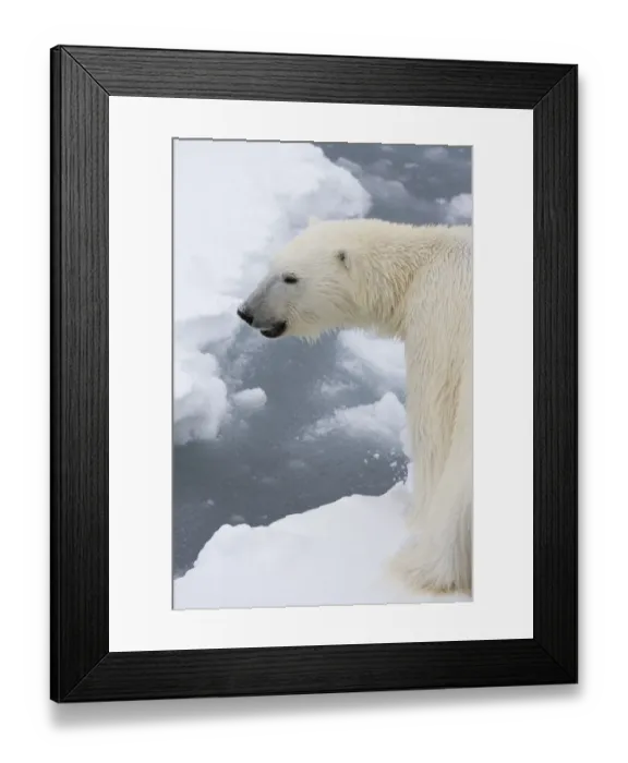 Framed Print : Polar bear (Ursus maritimus), Polar Ice Cap, north of Spitsbergen, Norway