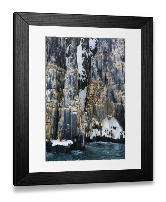 Framed Print : Brunnichs Guillemots (Uria lomvia), Alkefjellet, Spitsbergen, Svalbard Islands Framed Print : Brunnichs Guillemots (Uria lomvia), Alkefjellet, Spitsbergen, Svalbard Islands