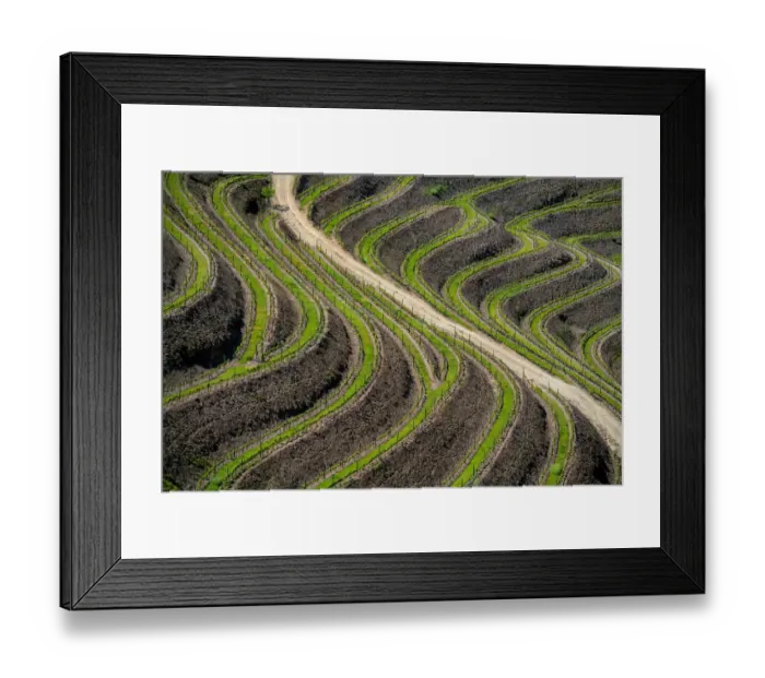 Framed Print : Europe, Portugal, Douro Valley. Vineyard patterns