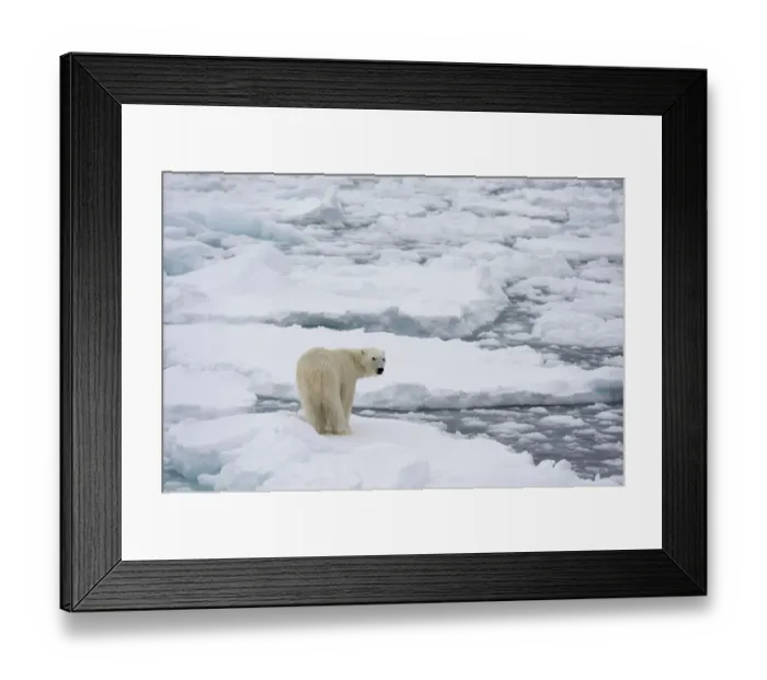 Framed Print : Polar bear (Ursus maritimus), Polar Ice Cap, north of Spitsbergen, Norway Framed Print : Polar bear (Ursus maritimus), Polar Ice Cap, north of Spitsbergen, Norway