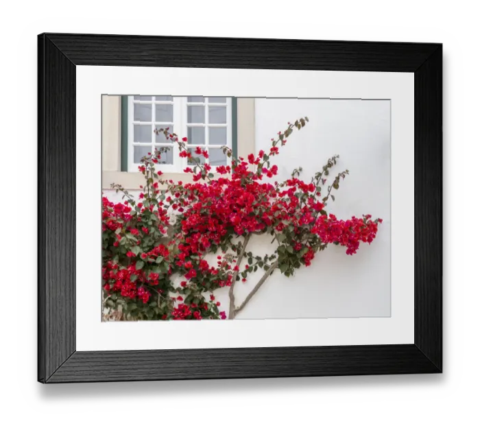 Framed Print : Portugal, Obidos. Beautiful red bougainvillea blooming against a white stone wall Framed Print : Portugal, Obidos. Beautiful red bougainvillea blooming against a white stone wall