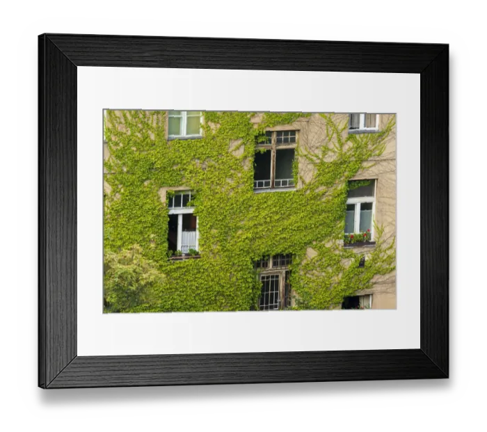 Framed Print : Ivy covered wall of building Framed Print : Ivy covered wall of building