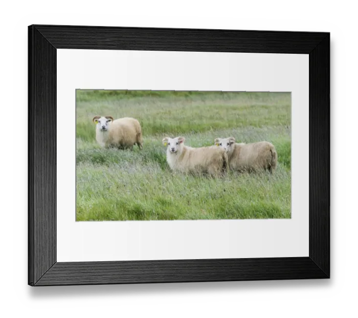 Framed Print : Sheep on the meadow, Iceland Framed Print : Sheep on the meadow, Iceland