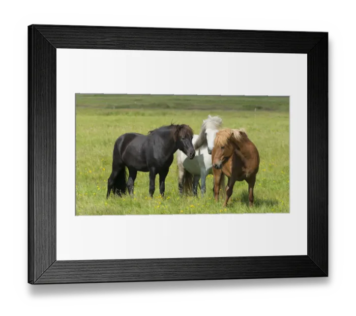 Framed Print : Horses on the ranch, south Iceland