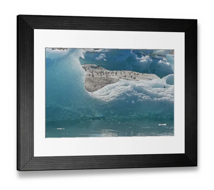 Framed Print : Birds on icebergs in Jokulsarlon Glacial Lagoon, Iceland Framed Print : Birds on icebergs in Jokulsarlon Glacial Lagoon, Iceland