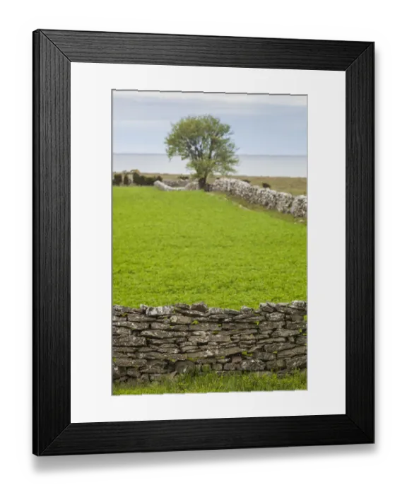 Framed Print : Sweden, Gotland Island, Sundre, stone wall, southern Gotland Framed Print : Sweden, Gotland Island, Sundre, stone wall, southern Gotland