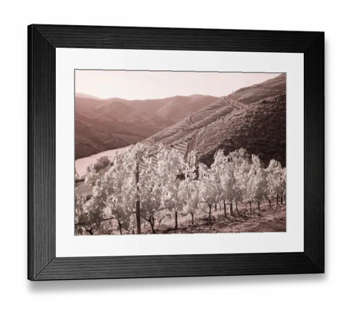 Framed Print : Portugal, Douro Valley. Vineyards draping the hills