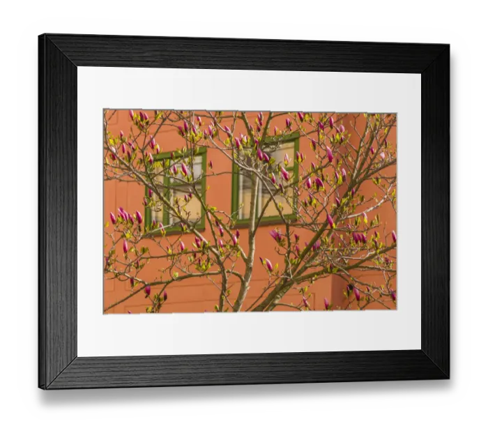 Framed Print : Sweden, Stockholm, Gamla Stan, Old Town, magnolia tree, spring Framed Print : Sweden, Stockholm, Gamla Stan, Old Town, magnolia tree, spring