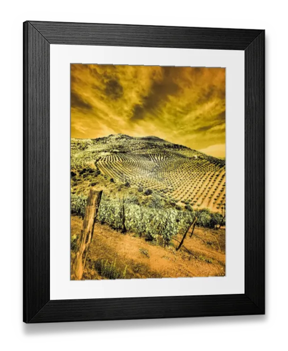Framed Print : Portugal, Douro Valley. Vineyards and Olive Groves Framed Print : Portugal, Douro Valley. Vineyards and Olive Groves