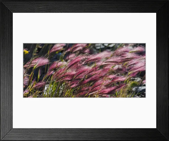 Framed Print : Wild barley (Hardeuom), Anadyr, Chukotka Autonomous Okrug, Russia Framed Print : Wild barley (Hardeuom), Anadyr, Chukotka Autonomous Okrug, Russia