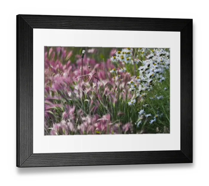 Framed Print : Wild barley (Hardeuom), Anadyr, Chukotka Autonomous Okrug, Russia Framed Print : Wild barley (Hardeuom), Anadyr, Chukotka Autonomous Okrug, Russia