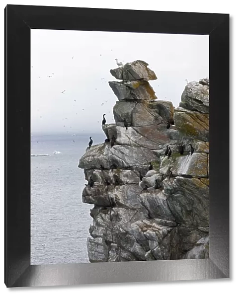 Cormorants and seagulls on rock pile, Kolyuchin Island, once an important Russian Polar
