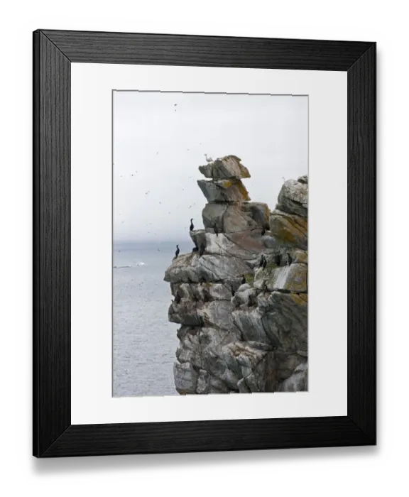 Framed Print : Cormorants and seagulls on rock pile, Kolyuchin Island, once an important Russian Polar Framed Print : Cormorants and seagulls on rock pile, Kolyuchin Island, once an important Russian Polar